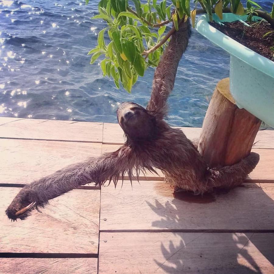 Hotel Cocovivo Bocas del Toro Zewnętrze zdjęcie
