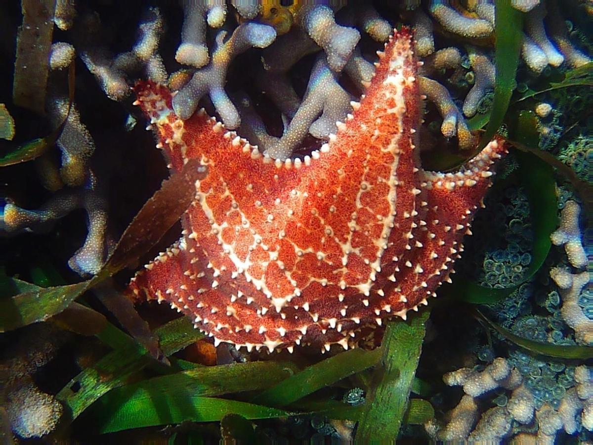 Hotel Cocovivo Bocas del Toro Zewnętrze zdjęcie